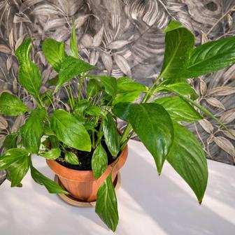 Продам Спатифиллум (женское счастье)