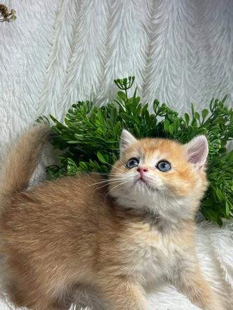 Британские золотые шиншиллы