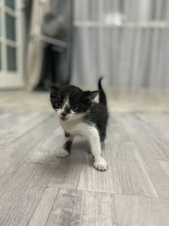 Котенок