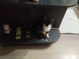 Отдам в добрые руки кошку