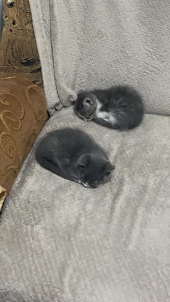 Котята . Отдам бесплатно котят в хорошие добрые руки. Ходят в лоток .
