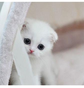 шотландские вислоухие котята котенок