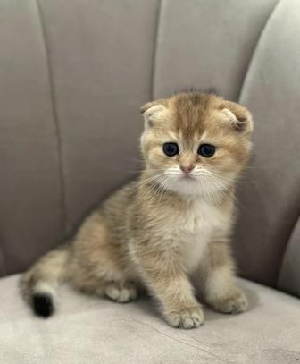 шотландские вислоухие котята котенок