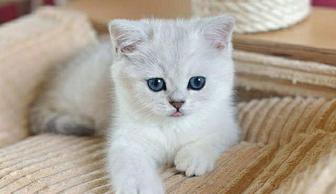 шотландские котята котенок