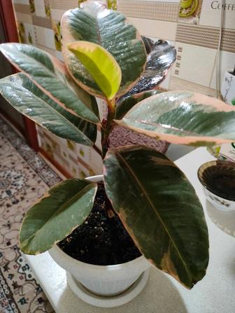 Продам фикус Белиз