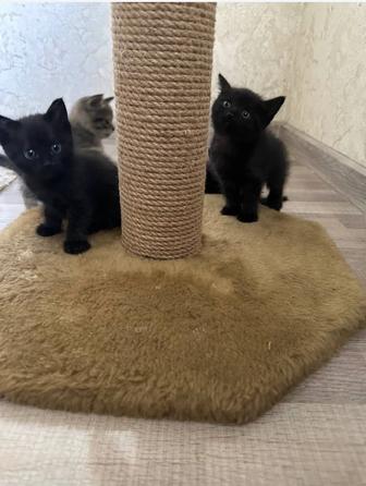 Котята девочки
