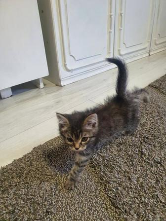 Отдам котят бесплатно