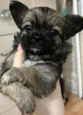 Малышок мальчик длинношерстный Чихуахуа