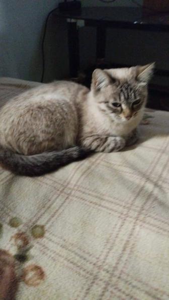 Молодой кот крысолов, молодая кошка сиамский дымчатый окрас