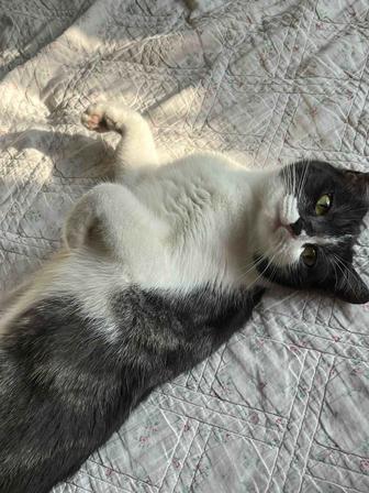 Передержка животных