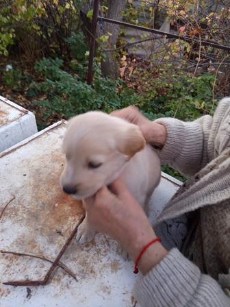 Отдам щенка/щенков в хорошие руки