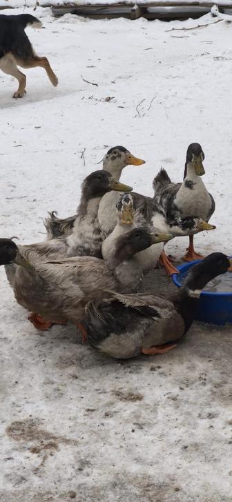 Обменяю у таков Голубой фаворит