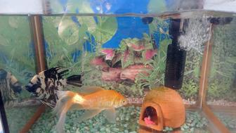 Аквариум с рыбками