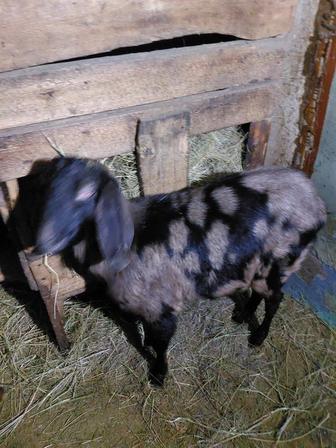 Продаются Нубийские козлы