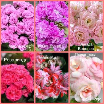 Комнатные растения Набор цветов Той бастар Спатифиллумы Фиалки Сингониум