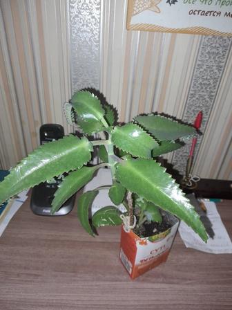 Каланхоэ продам или обменяю