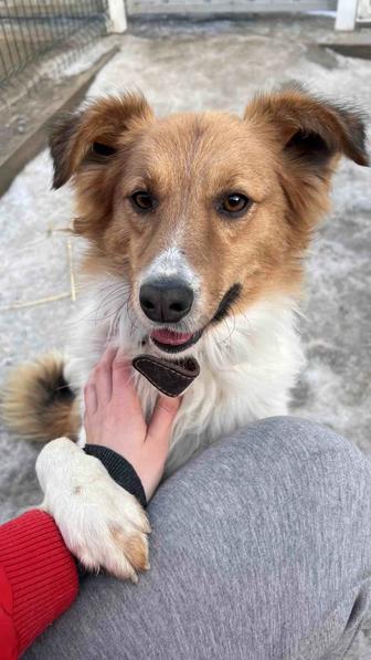 Отдам собаку в добрые руки