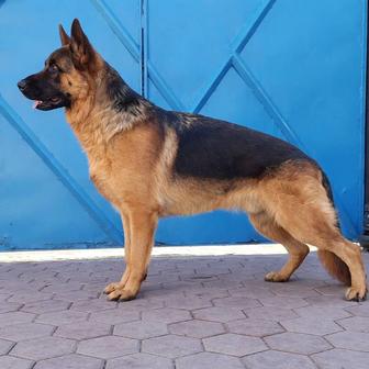 Щенки немецкой овчарки