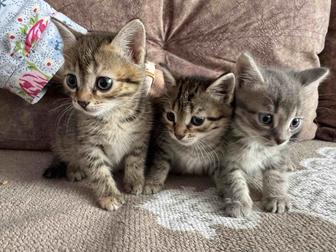 Срочно отдам котят в добрые руки!