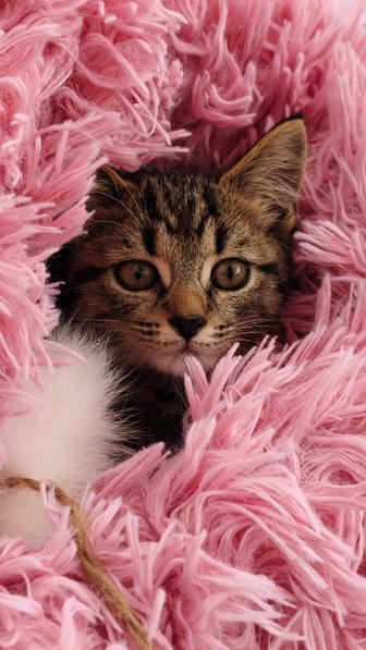 Котенок