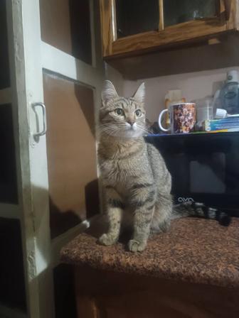 Отдам кошку