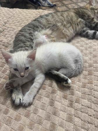 Котенок ищет дом