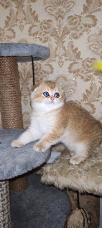 Клубные шотландские котята серебристая и золотая шиншилла
