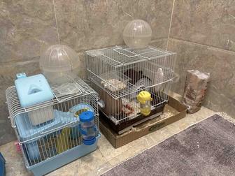 Хомяки или клетки для хомяков