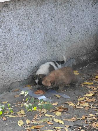 Щенки