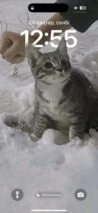 Я потерял кота, пожалуйста, напишите мне, корип жатсаныздарш