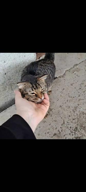 Молодой красивый котик