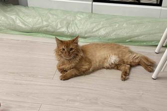 Продаю кошку мальчик, ушки как у Мейн Кун