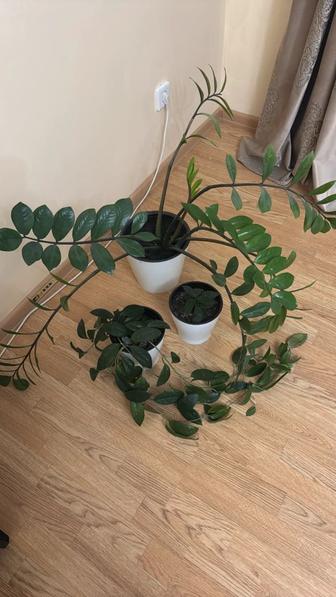 Продам денежное дерево и вьющиеся