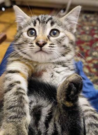 Отдам котенка