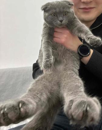 Отдам кошку шотландскую вислоухую