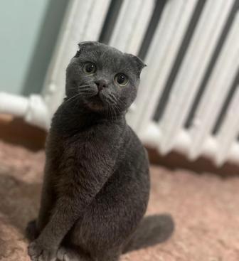 шотландский кот вислоухий