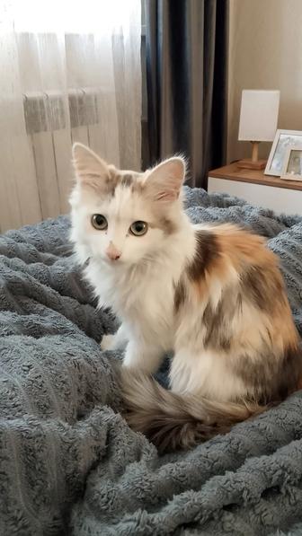 Котенок в добрые руки!