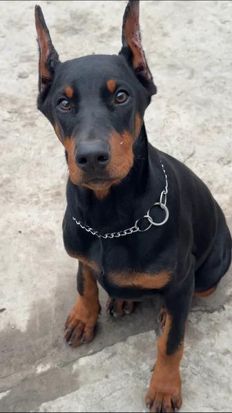 Доберман девочка