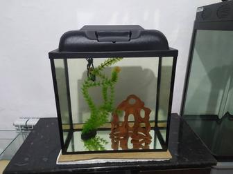 Новый аквариум 42л. Бонусы и рыбки.