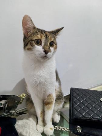 Бесплатно в добрые руки кошку отдадим