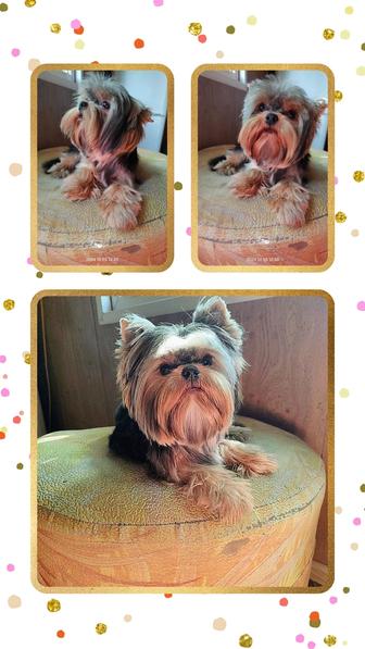 Продам йорка