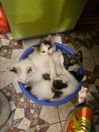 6 милых котят ищут добрые руки!