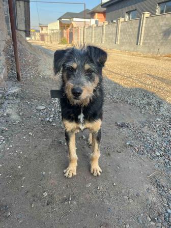 Кобель ищет дом