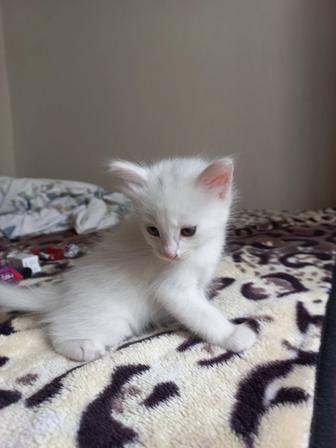 Красивые котята в добрые руки