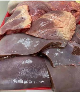 Өкпе бауыр жүрек