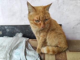 Отдам кошку