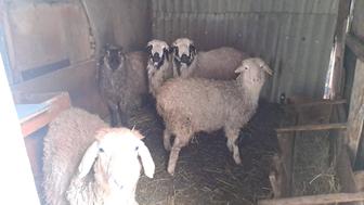 Продам тохтушек