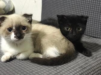 Отдам вислоухих котят только в добрые, ответственные и хорошие руки!