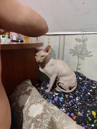 Найден сфинкс