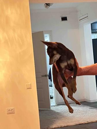 Русский той терьер мальчик